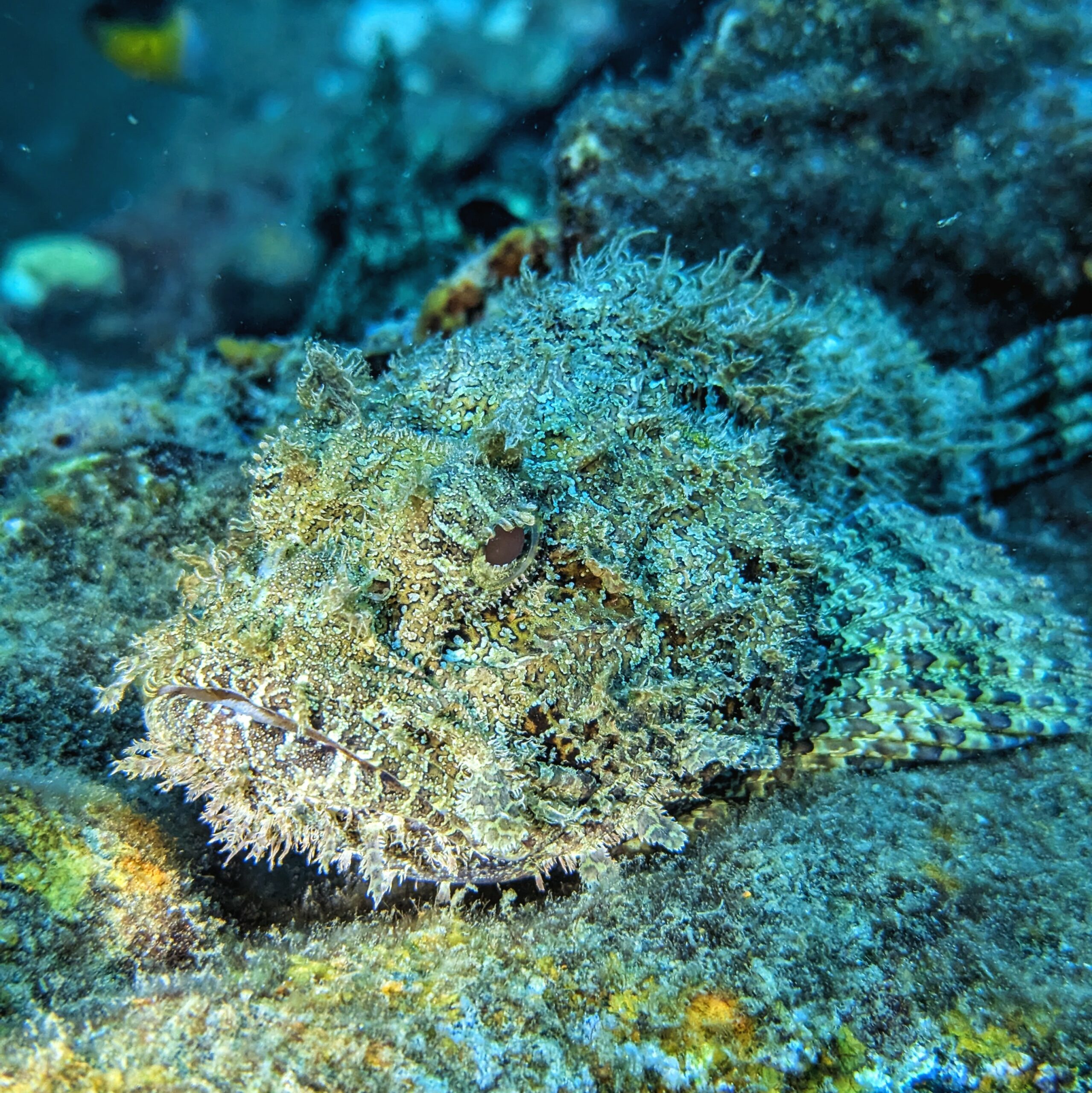 Poisson vingt-quatre-heures commun